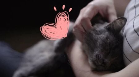 Descubre el tiempo que demora un gato en querer a una persona