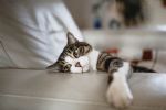 Descubre lo que siente un gato cuando no ve a su amo