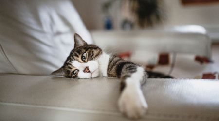 Descubre lo que siente un gato cuando no ve a su amo