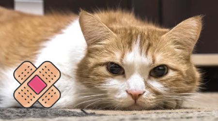 Conoce las cuatro enfermedades más comunes que afectan a los gatos domésticos