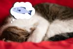Descubre los motivos por el que los gatos duermen muchas horas