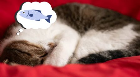 Descubre los motivos por el que los gatos duermen muchas horas