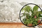 Las plantas de interior ‘mágicas’ que te ayudan a proteger tu hogar del moho y la humedad
