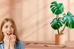 Cuál es la planta que no debes llevar nunca a tu hogar si no quieres tener problema de cucarachas