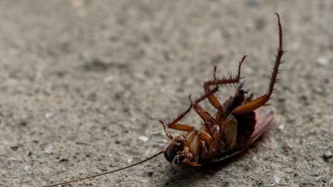 Aleja a las cucarachas de tu hogar con esta poderosa mezcla de solo dos ingredientes