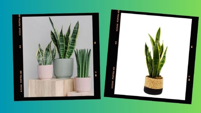 El lugar exacto de tu casa para colocar tu planta lengua de suegra, según el Feng Shui