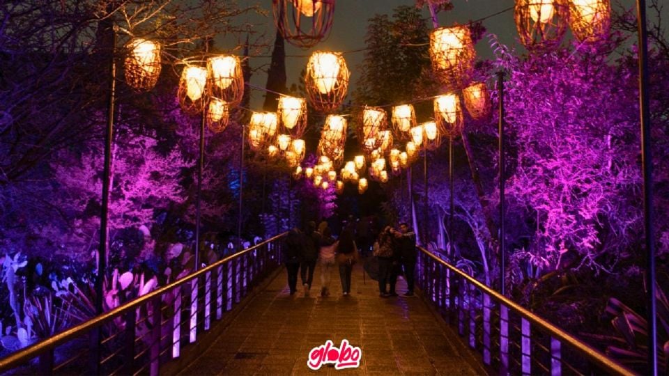 Visita esta experiencia inmersiva en CDMX y disfruta los espectáculos iluminados que tiene para ofrecerte.