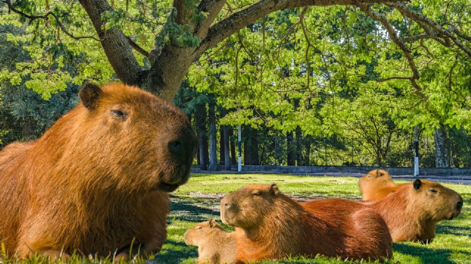 ¿Dónde ver capibaras en México?, estos son los mejores lugares.