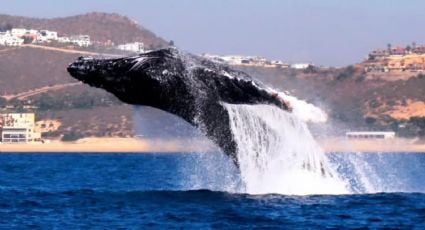 ¿Dónde y cuándo ver ballenas?, estos son los mejores lugares de México