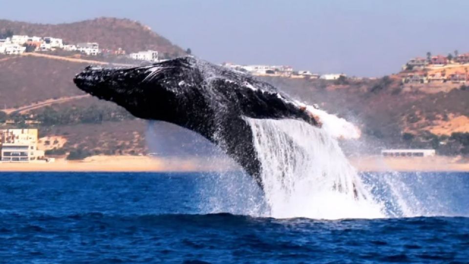 Estos son los mejores lugares de México para ver ballenas en su ambiente natural.