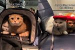 Foto ilustrativa de la nota titulada: (VIDEO) Los gatitos son los mejores pasajeros de un avión y te harán 'estallar de ternura'