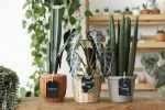 Foto ilustrativa de la nota titulada: La planta que casi no necesita agua ni sol y es el regalo ideal para los distraídos