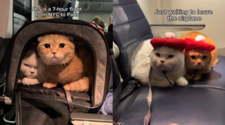 (VIDEO) Los gatitos son los mejores pasajeros de un avión y te harán 'estallar de ternura'