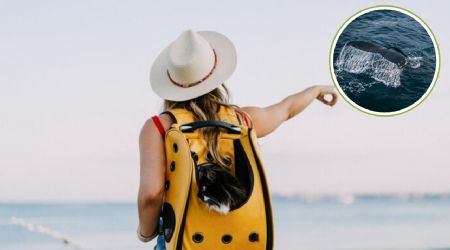 Conoce Loreto, el pueblo mágico de BCS que es la casa de las ballenas