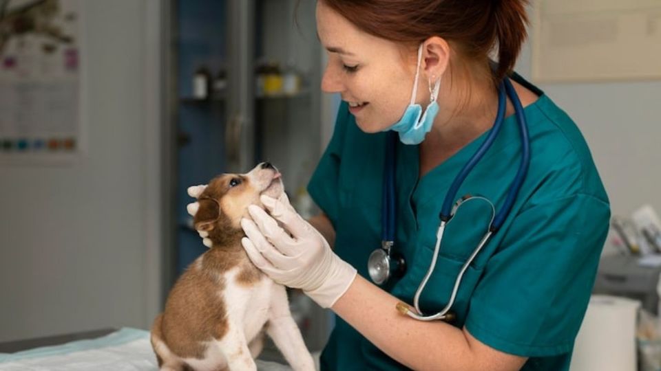 Las visitas al veterinario son clave para la salud de tus animales.