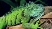 Foto ilustrativa de la nota titulada: Iguanas como mascotas: ¿Cuántos años viven, se necesita permiso, cómo educarlas y qué necesitan?