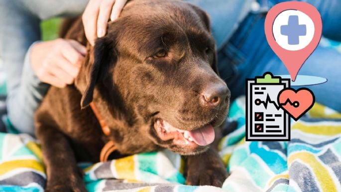 Golpe de calor en perros y gatos: Síntomas, tratamiento y qué hacer para salvar su vida