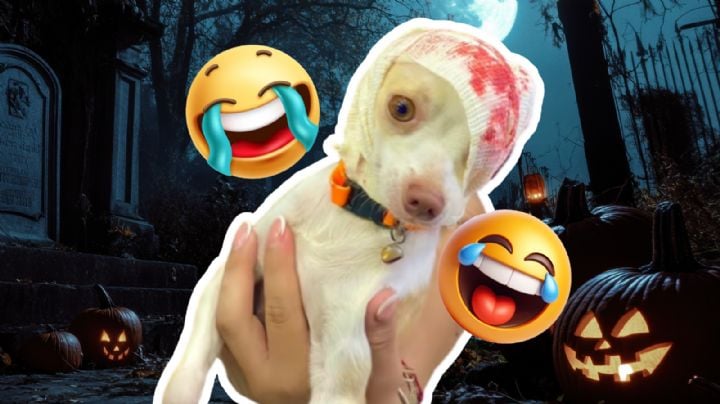 Perrito chihuahua se desmaya al ver su disfraz de hallowen y se vuelve viral en Tik Tok | VIDEO