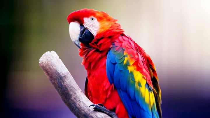 ¿Es bueno tener un loro como mascota? Tipos de pericos, qué tener en su jaula y cuántos años viven