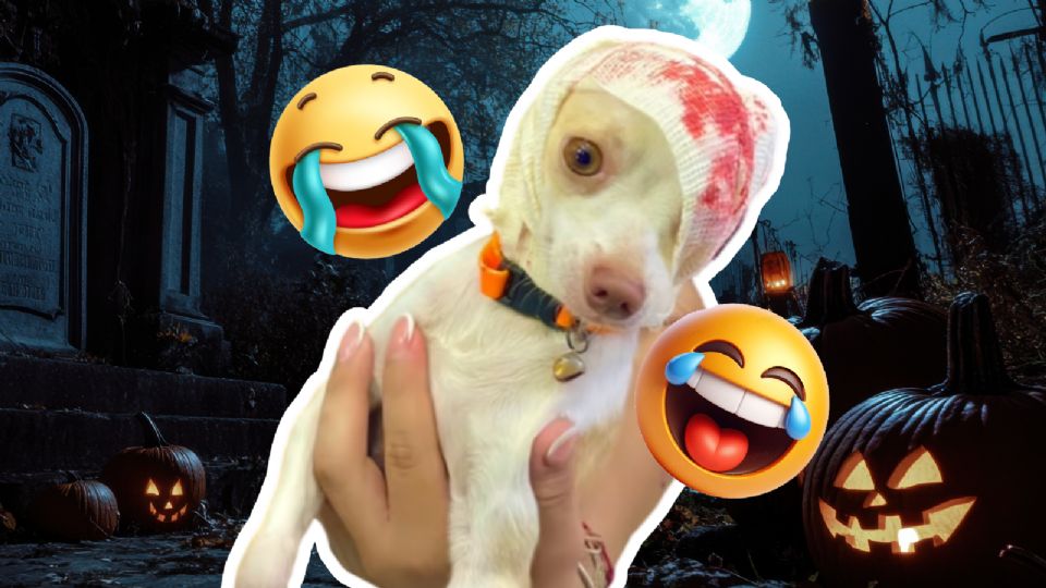 Perrito chihuahua se desmaya al ver su disfraz de hallowen y se vuelve viral en Tik Tok | VIDEO