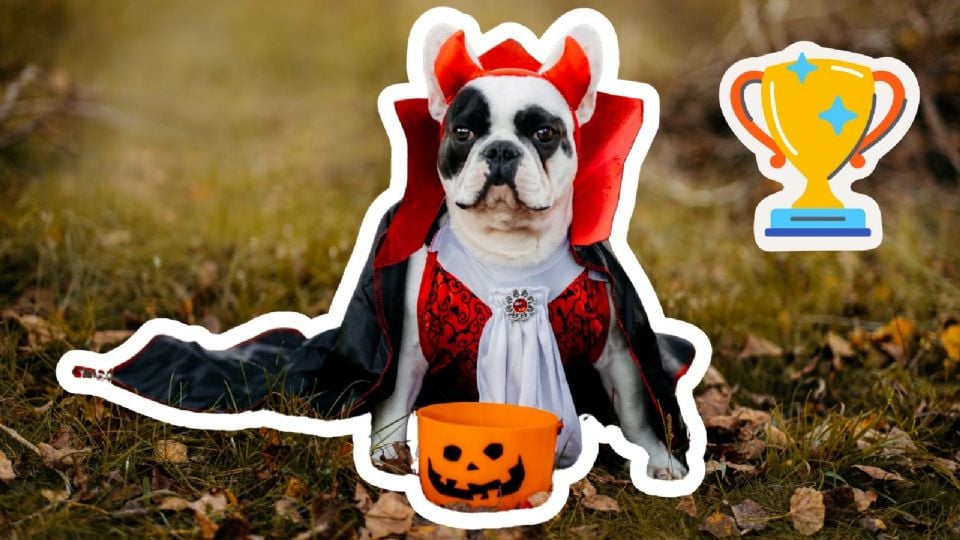 Un espeluznante y peludo Día de Muertos: En este evento, las mascotas podrán lucir atuendos inspirados en la tradicional festividad.
