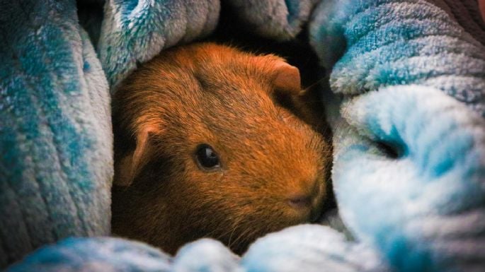 ¿Por qué es recomendable tener un cuyo o cobaya como mascota? Ventajas y desventajas