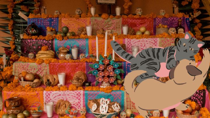 ¿Vas a poner altar de Día de Muertos para tus mascotas? Conoce qué día se pone y qué debe incluir