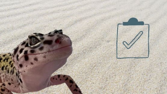 ¿Qué es el gecko leopardo, por qué es una buena mascota, qué comen y cómo armar su terrario?