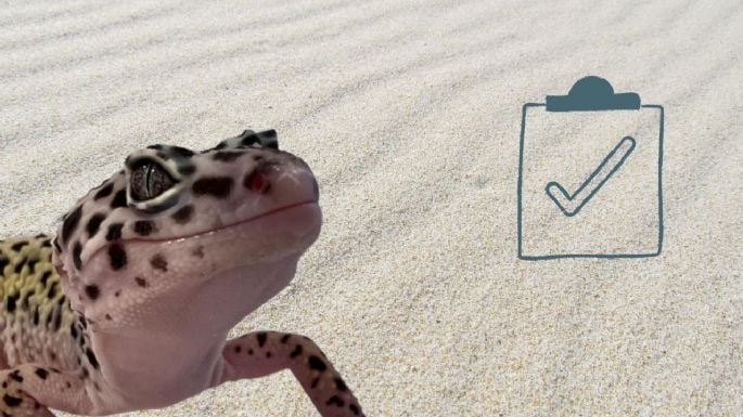 ¿Qué es el gecko leopardo, por qué es una buena mascota, qué comen y cómo armar su terrario?