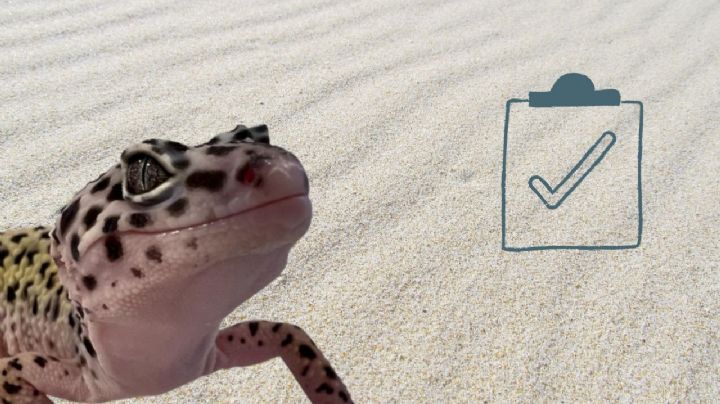 ¿Qué es el gecko leopardo, por qué es una buena mascota, qué comen y cómo armar su terrario?