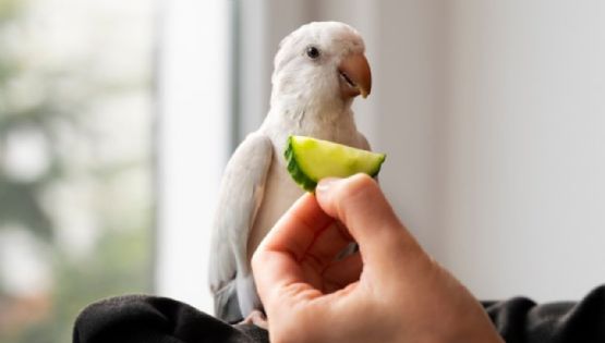 ¿Las cacatúas son buenas mascotas? Curiosidades, ventajas y desventajas de este animal exótico