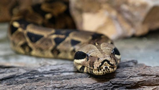 ¿Piensas tener una serpiente de mascota? Conoce sus riesgos y si es caro o barato