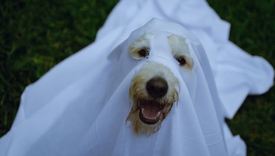 ¿Vas a disfrazar a tu perro o gato este Halloween? Consejos para no incomodar a tu mascota