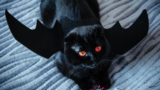 Disfraces económicos para tu mascota en este Halloween: Consíguelos en estas zonas de CDMX