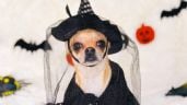 Foto ilustrativa de la nota titulada: ¿No deberías disfrazar a tu perro en Halloween? Experto en lomitos lo explica