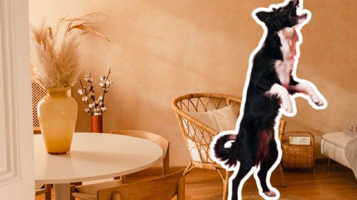 ¿Cómo evitar que tu perro ladre cuando tocan la puerta? Trucos casi infalibles