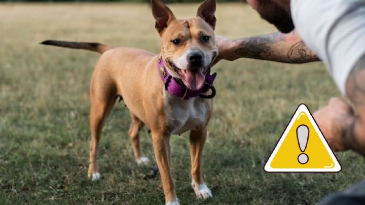 ¿Qué pasa si le hablas como bebé o le gritas a tu perro? Razones por las que deberías evitarlo