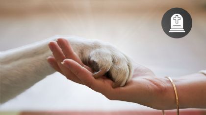 ¿Es normal que sientas la muerte de una mascota como la de un familiar o amigo?