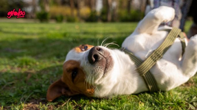 Las 10 razas de perros menos obedientes que necesitan mucha disciplina