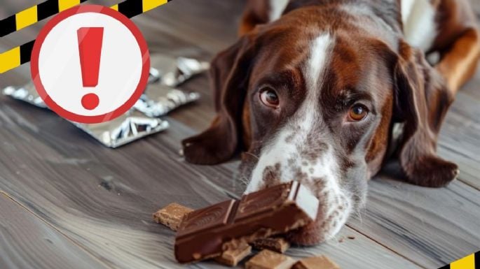 Alimentos que NUNCA le debes dar a tu perro porque puedes envenenarlo