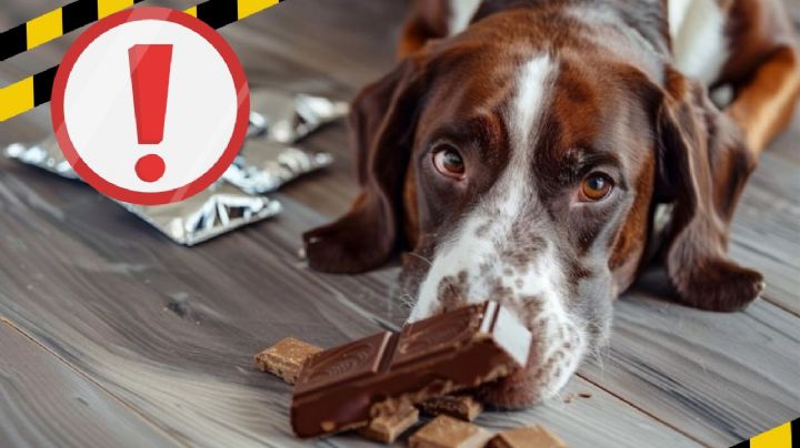 Alimentos que NUNCA le debes dar a tu perro porque puedes envenenarlo
