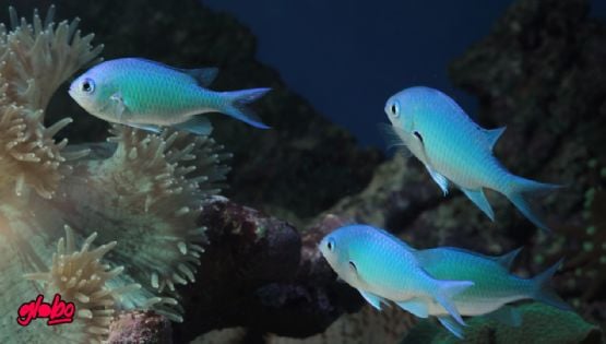 ¿Cuáles son los tipos de peces que más viven como mascotas?