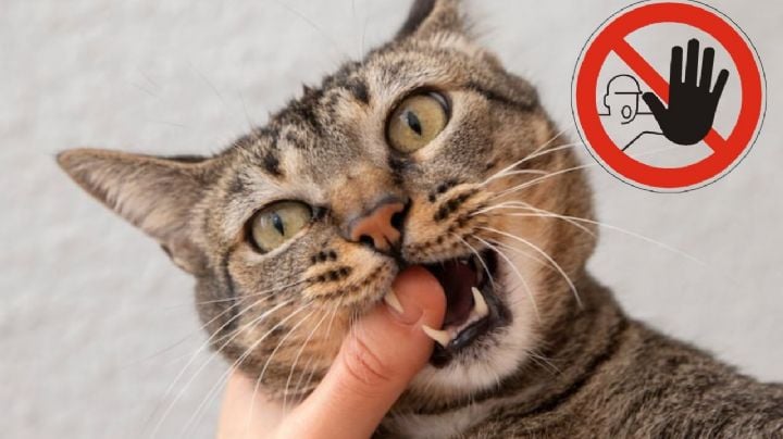 ¿Qué hacer si te muerde o araña un gato de la calle? Conoce si es peligroso y el tratamiento