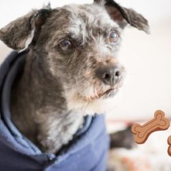 ¿Cuántos años vive un perro en edad de humanos? Así puedes calcularlo