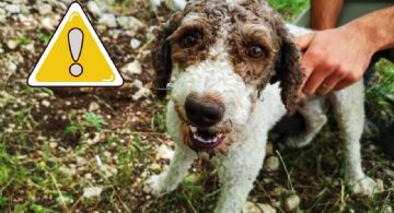 ¿Por qué tu perro se come su popó? Conoce qué es la Coprofagia y qué hacer si ingiere sus heces