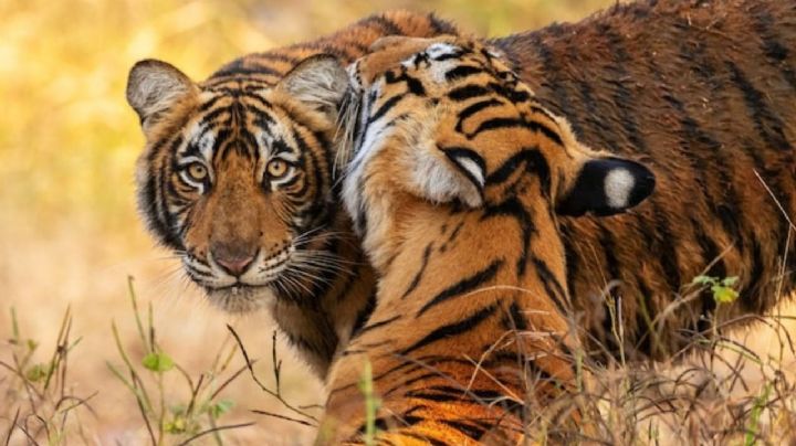 El centro de conservación animal en Edomex en el que podrás interactuar con múltiples especies