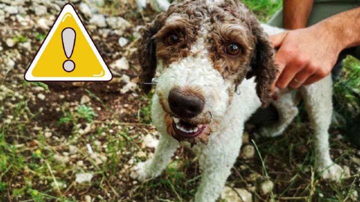 ¿Por qué tu perro se come su popó? Conoce qué es la Coprofagia y qué hacer si ingiere sus heces