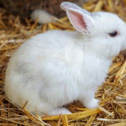 ¿Cuántos años vive un conejo como mascota? Este es su promedio de vida