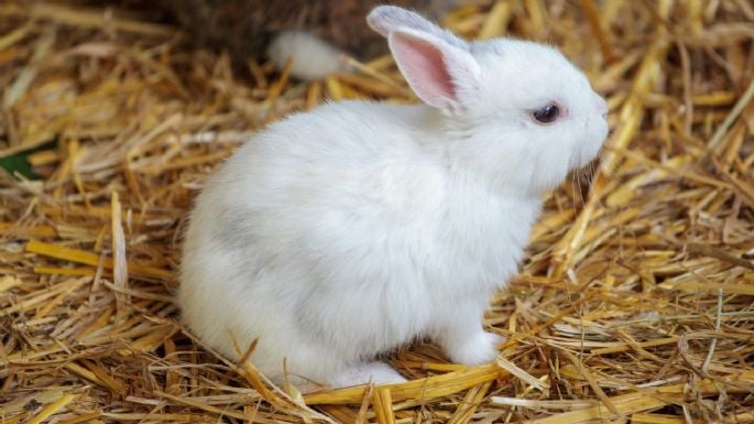 ¿Cuántos años vive un conejo como mascota? Este es su promedio de vida