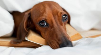 ¿Cómo afecta el aburrimiento a la salud y comportamientos de tu mascota? Esto dicen expertos